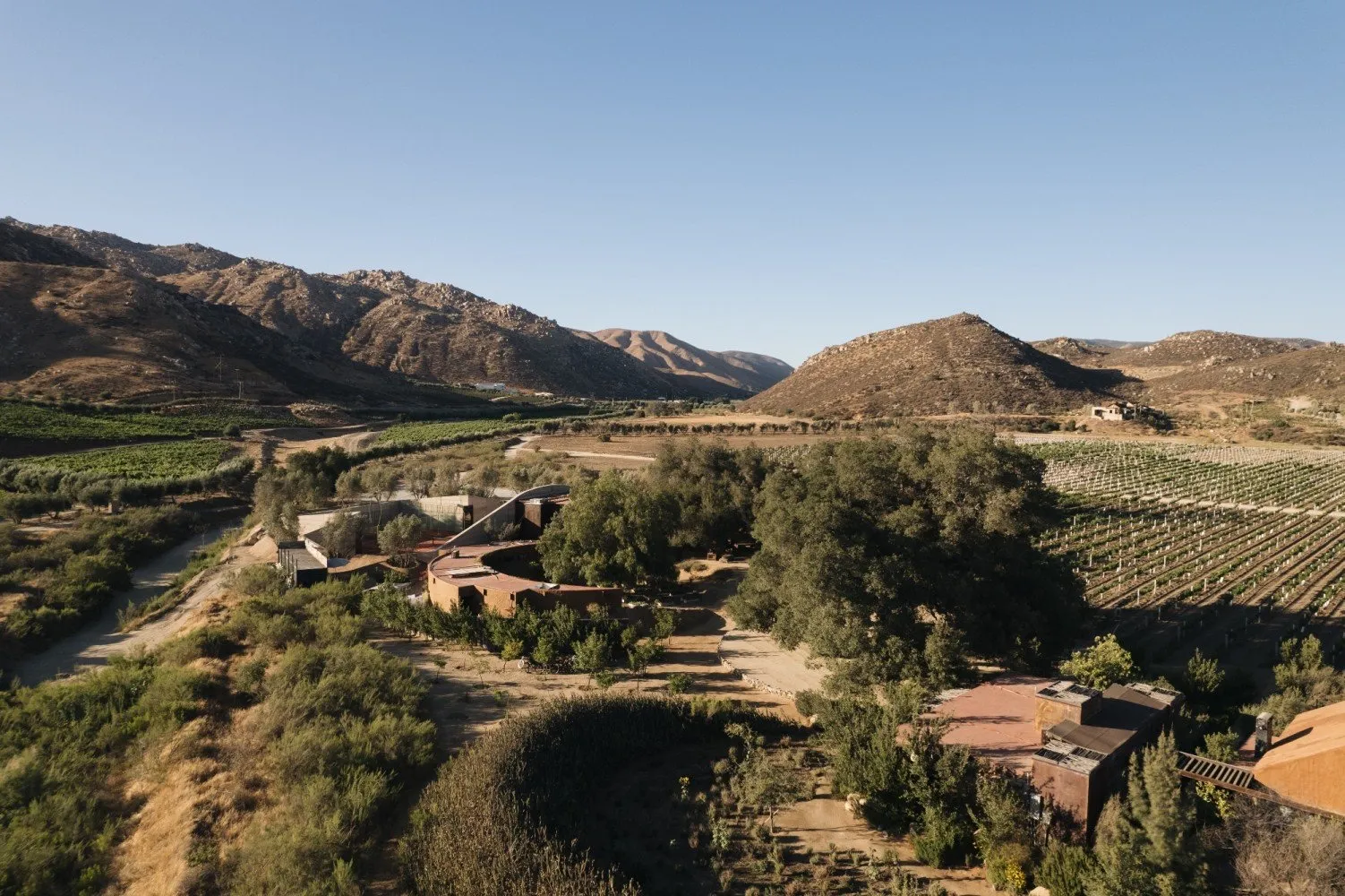 Bruma among the vineyards and hills of Valle de Guadalupe