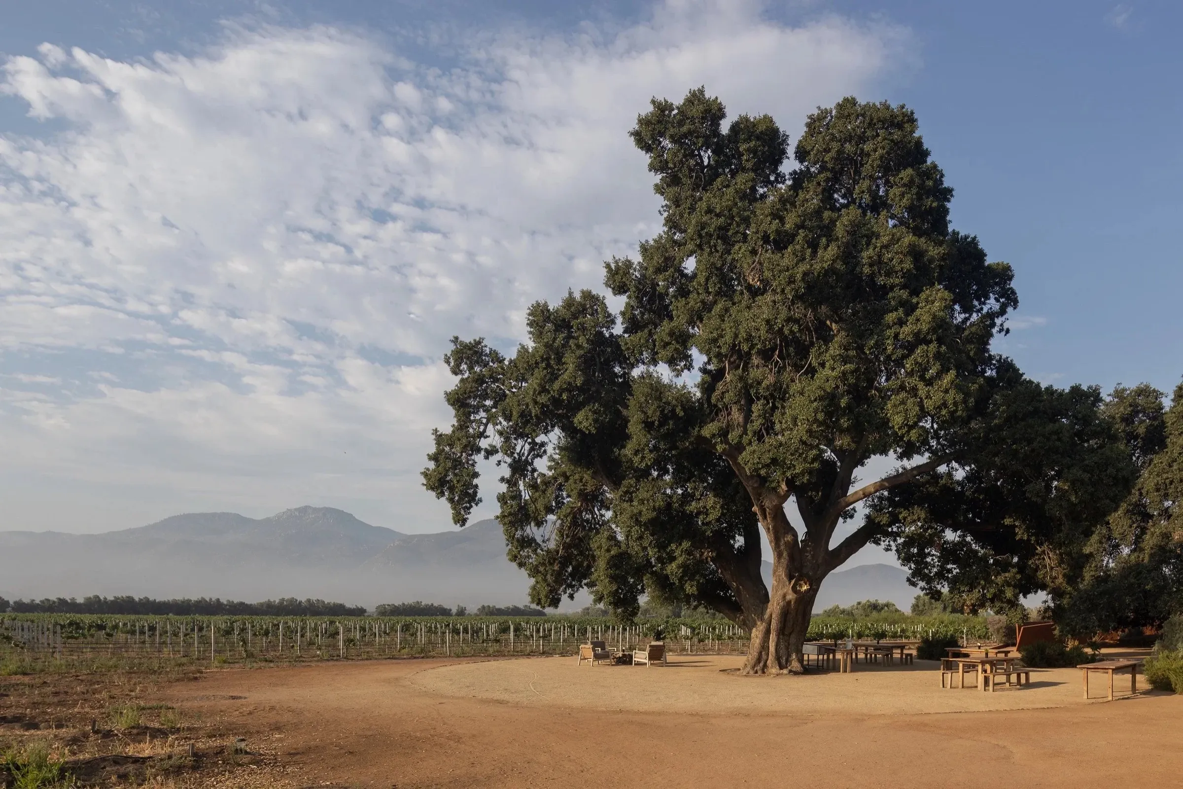 The 300-year-old oak at Casa Ocho