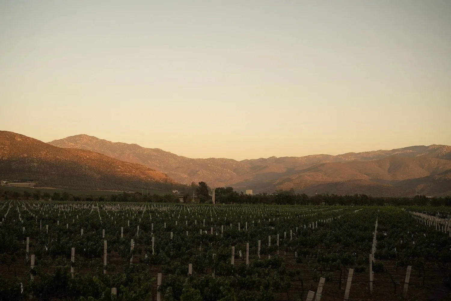 Bruma’s vineyard at sunset